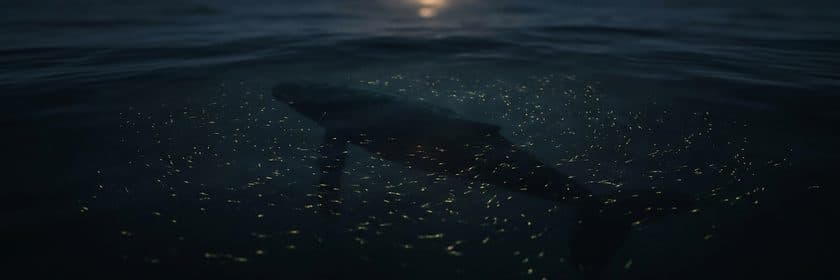 Una ballena nadando bajo un cardumen de peces pequeños en el mar de noche
